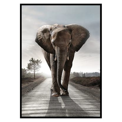Poster Gallerix Elephant Road