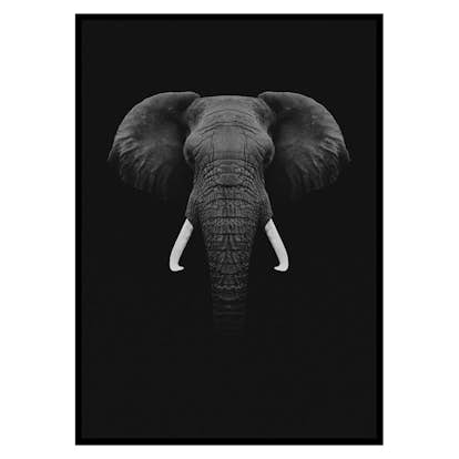 Poster Gallerix Black Elephant