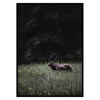 Poster Gallerix Deer in Nature
