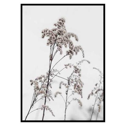 Poster Gallerix Dry Flowers