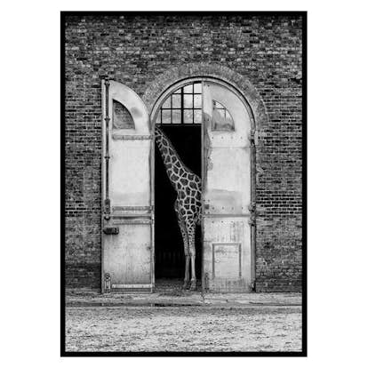 Poster Gallerix Hiding Giraffe 3110