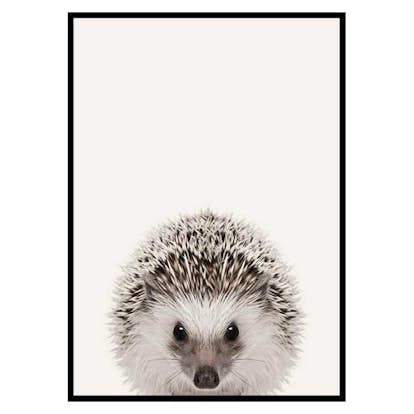 Poster Gallerix Baby Hedgehog