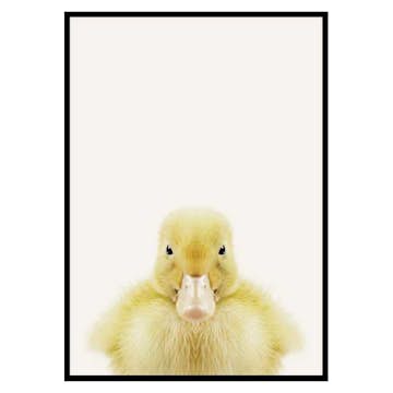 Poster Gallerix Baby Duck