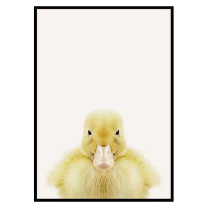 Poster Gallerix Baby Duck