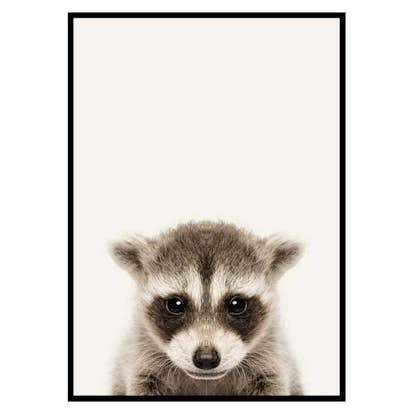 Poster Gallerix Baby Raccoon