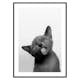 Poster Gallerix Licking Kitten