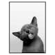 Poster Gallerix Licking Kitten