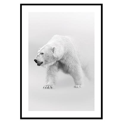 Poster Gallerix Faded Polar Bear
