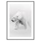 Poster Gallerix Faded Polar Bear