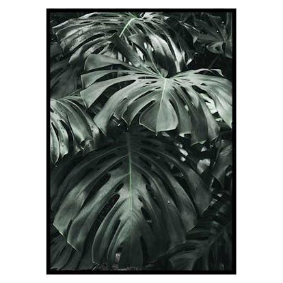 Poster Gallerix Monstera No3