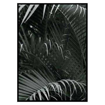 Poster Gallerix Palm Leaf No1