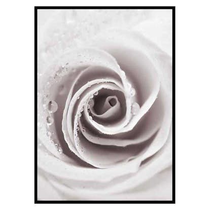 Poster Gallerix Bright Pink Rose No1