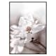 Poster Gallerix Flowering Star Magnolia