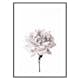 Poster Gallerix Pink peony
