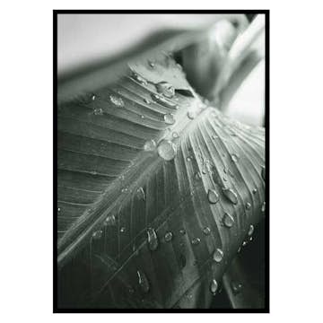 Poster Gallerix Palm Leaf Raindrops