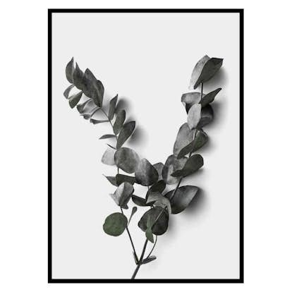 Poster Gallerix Eucalyptus No3