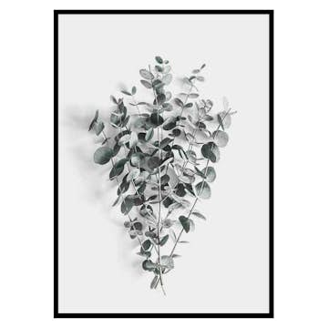 Poster Gallerix Eucalyptus No5