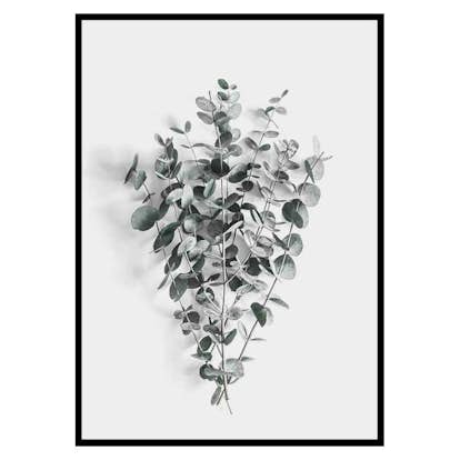 Poster Gallerix Eucalyptus No5