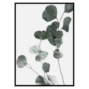 Poster Gallerix Eucalyptus No7