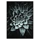 Poster Gallerix Leaf Rosette