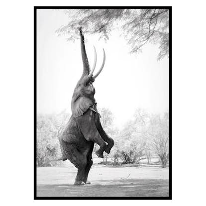 Poster Gallerix Standing Tall Elephant
