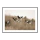 Poster Gallerix Canada Geese