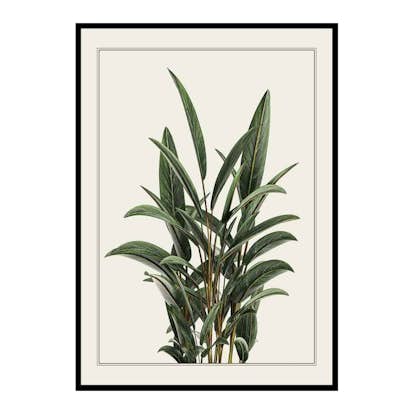Poster Gallerix Alpinia