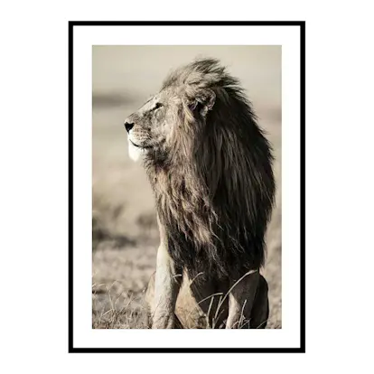 Poster Gallerix Lion In Profile
