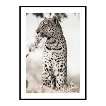 Poster Gallerix African Leopard