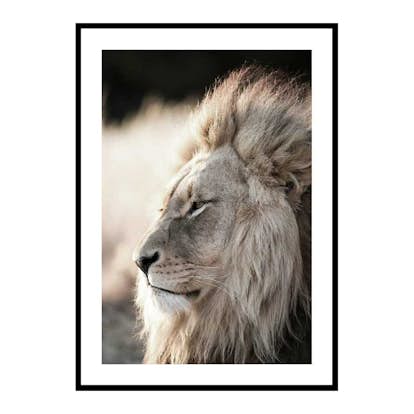 Poster Gallerix Male African Lion