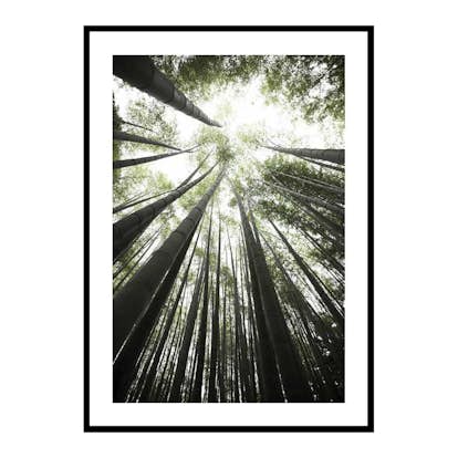 Poster Gallerix Bamboo Forest