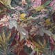 Tapet AS Creation Dream Flowery 38176-5