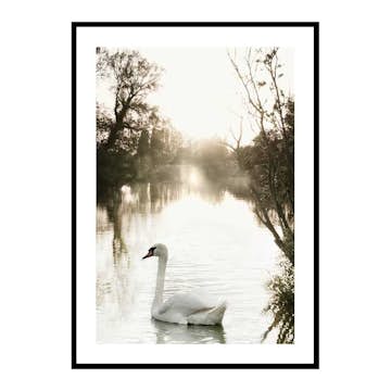 Poster Gallerix White Swan