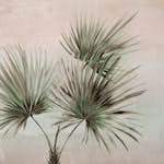 Fototapet Eijffinger Terra 391564