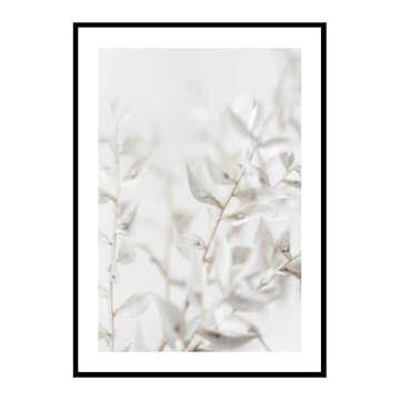 Poster Gallerix White Dried Flower