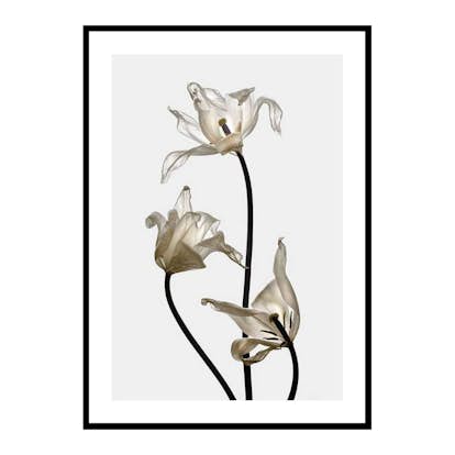 Poster Gallerix Tulips