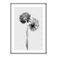 Poster Gallerix Daisies Intertwined