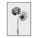 Poster Gallerix Daisies Intertwined