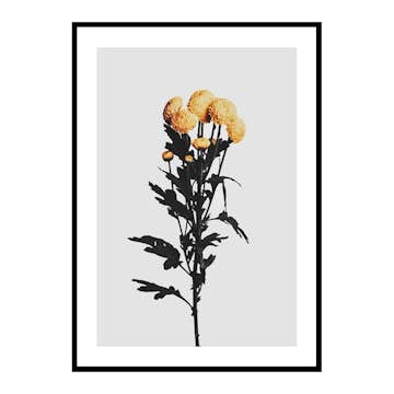 Poster Gallerix Chrysanthemum No2