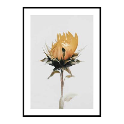 Poster Gallerix Yellow Sunflower