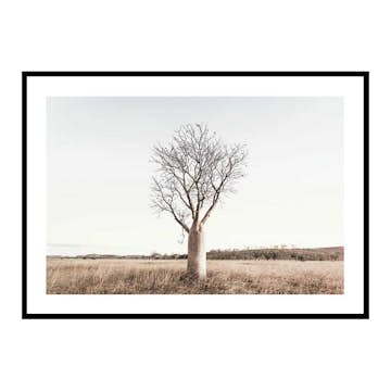 Poster Gallerix Boab Tree