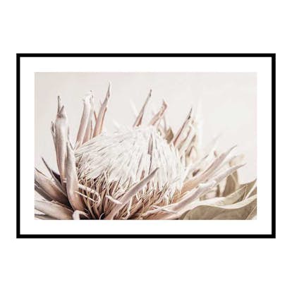 Poster Gallerix Protea Flower No1