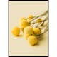 Poster Gallerix Drumstick Flowers