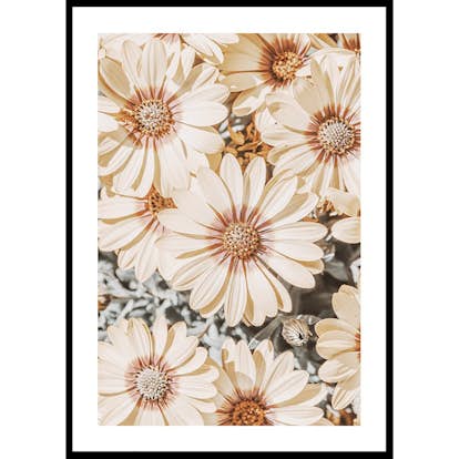 Poster Gallerix Dimorfoteca