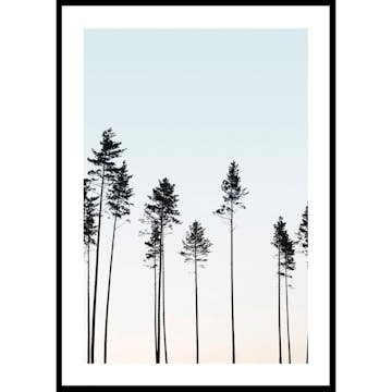 Poster Gallerix Tall Trees At Dusk