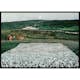 Poster Gallerix Flower Meadow in the North By Harald Sohlberg