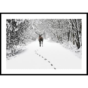 Poster Gallerix Deer Forest Walk