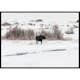 Poster Gallerix Moose In Snow