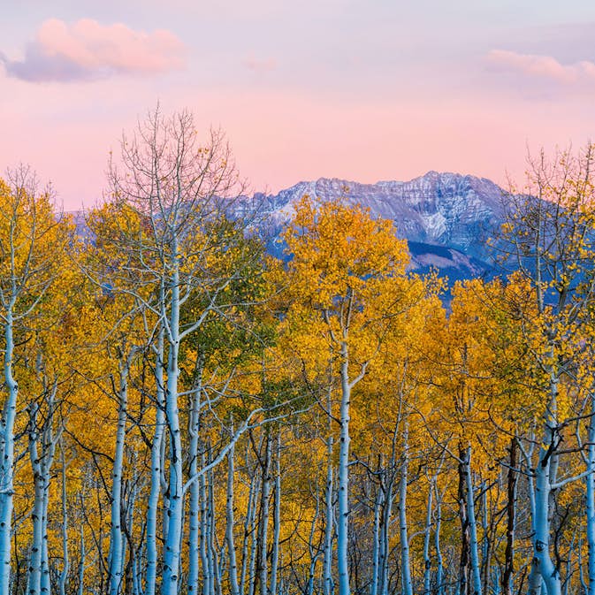 Tapet Idealdecor Birches And Mountains