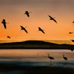 Tapet Idealdecor Birds At Sunset